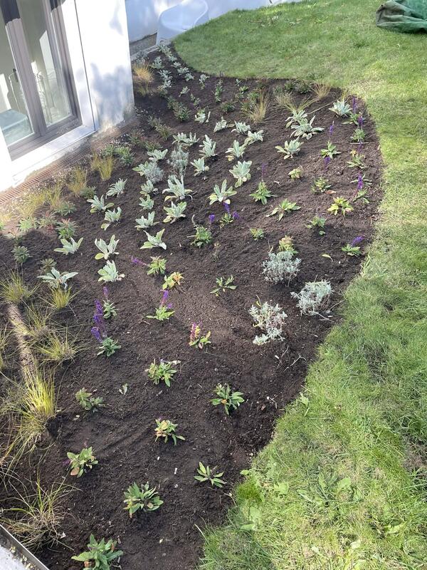 Gepflegtes Blumenbeet Hamburg